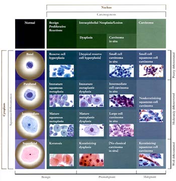 Matrix of Diagnostic Categories