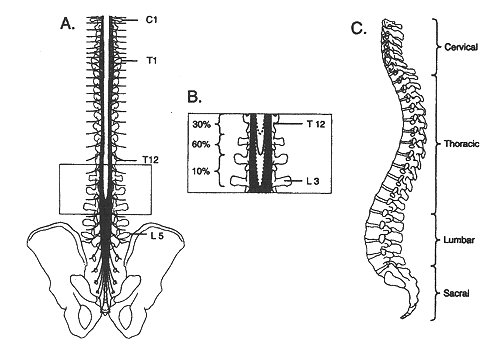 (A) Posterior and (C) Lateral views of the human spinal column. The inset (B) depicts the variability in vertebral level at which the spinal cord terminates.