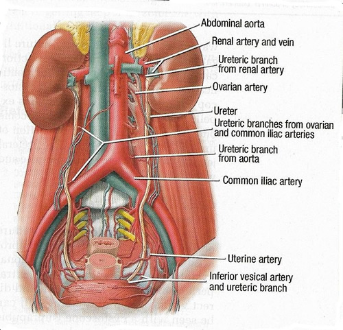 Anatomy of the Ureter