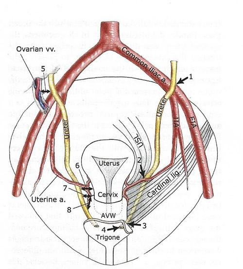 Gross Anatomy of the Pelvic Ureter