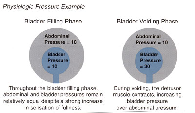 Bladder control during storage/filling phase (A) and micturition phase